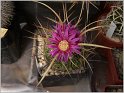 echinofossulocactus_ multilanatus_Cowper_13